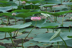 Nelumbo nucifera